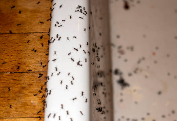 Best Insect Control  in Brookfield, WI